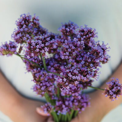 Verbena, Verbena bonariensis
