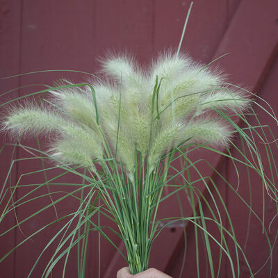 Grasses, Ornamental Feathertop