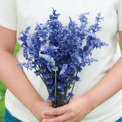 Salvia, Victoria Blue