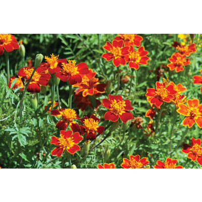 Marigold, Red Gem