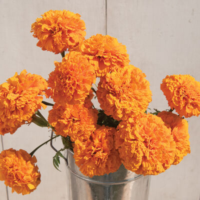 Marigold, Giant Orange