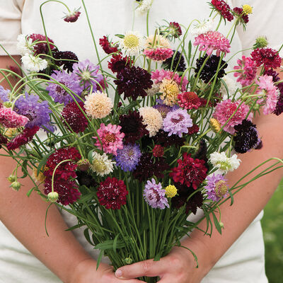 Scabiosa Pincushion Mix