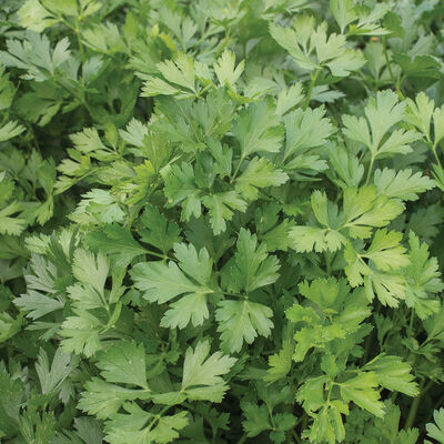 Parsley 'Giant of Italy'