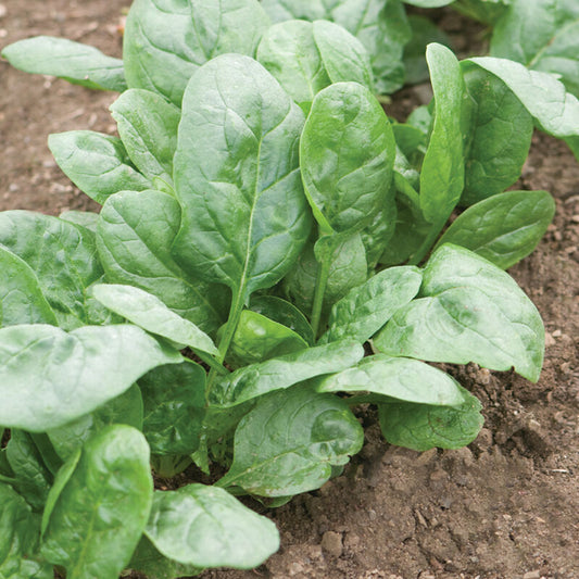Spinach, Corvair