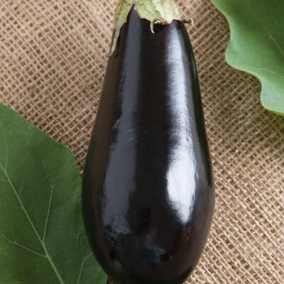 Eggplant, Nadia