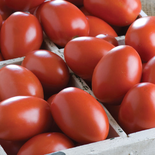 Tomato, Granadero, (paste)