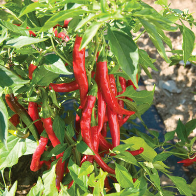 Pepper, Red Ember Cayenne