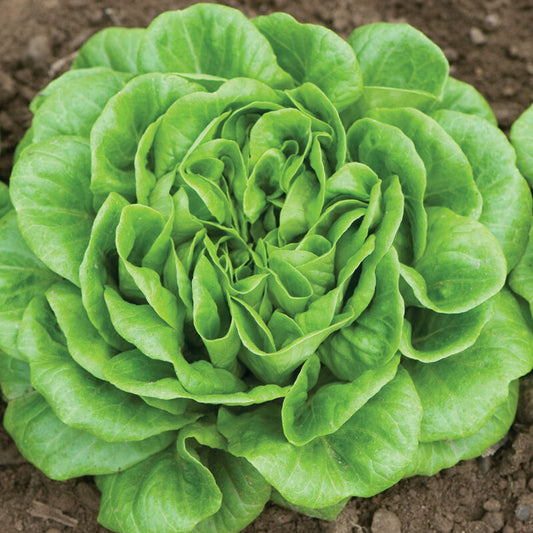 Lettuce, Salanova Green Butter