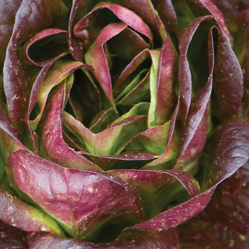 Lettuce, Salanova Red Butter