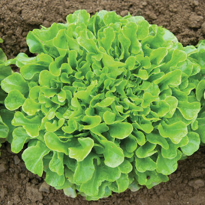 Lettuce, Salanova Green Oakleaf