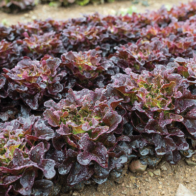 Lettuce, Salanova Red Oakleaf