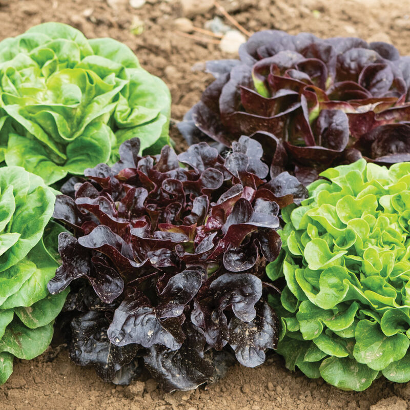 Lettuce, Salanova Red Oakleaf