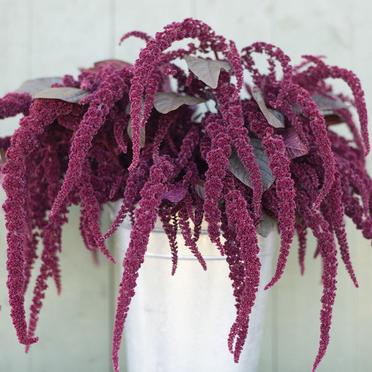 Amaranthus Hopi Red Dye