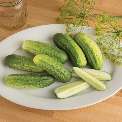 Cucumber, Cool Customer (Pickling Cucumber)