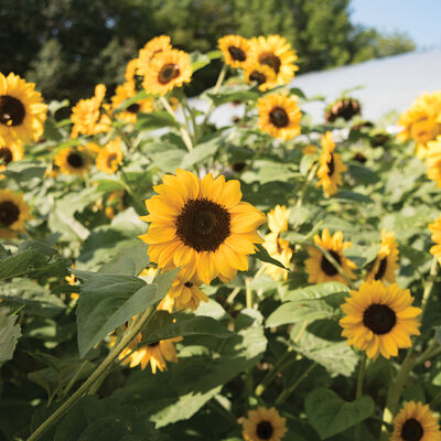 Sunflower, Gold Rush