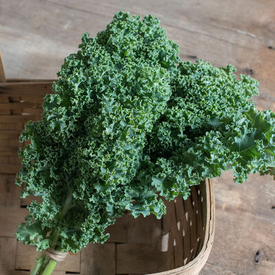Kale, Darkibor