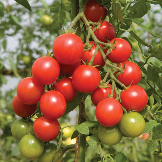 Tomato, Sakura Red Cherry