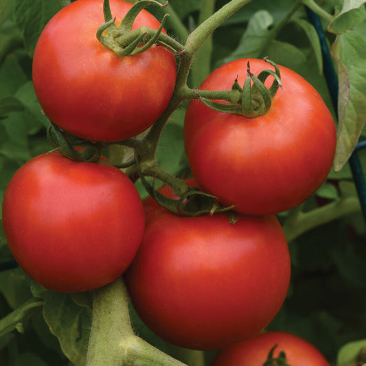 Tomato, Early Girl (red slicer)
