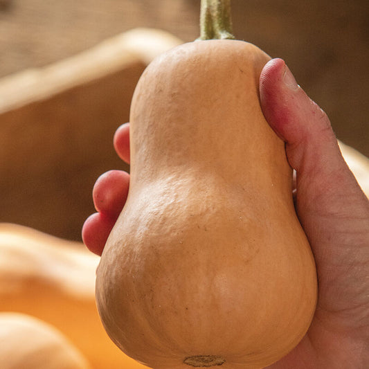 Squash, Winter - Butterbaby