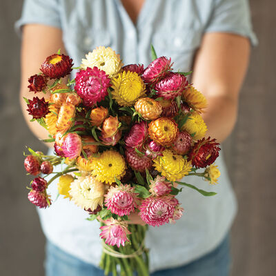 Strawflower, Monstrosum Mix