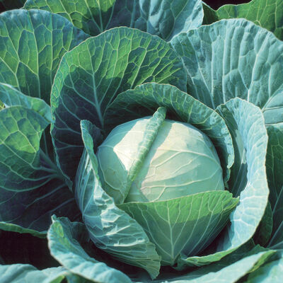 Cabbage, Farao (Green Cabbage)