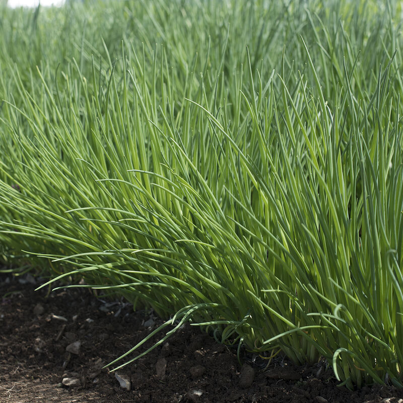 Chives, Allium schoenoprasum