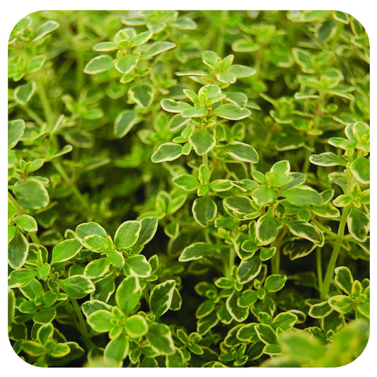 Thyme 'Golden Variegated'
