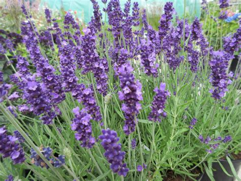 Lavender, angustifolia- Hidcote