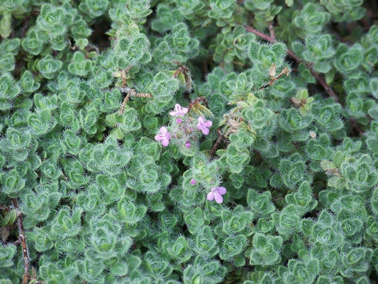 Thyme 'Wooly'